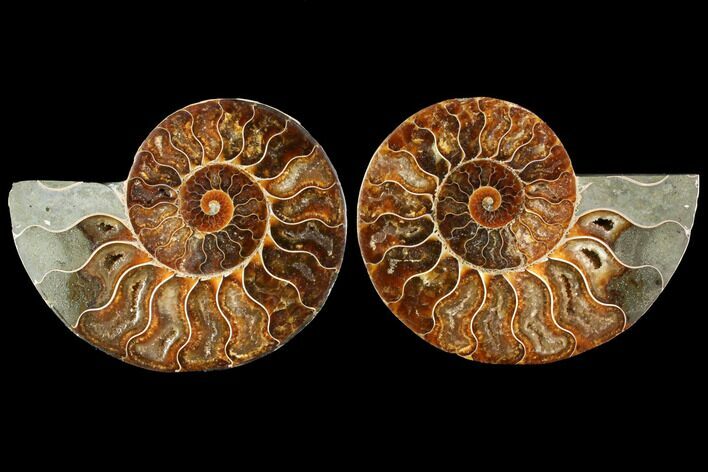 Agatized Ammonite Fossil - Madagascar #114859